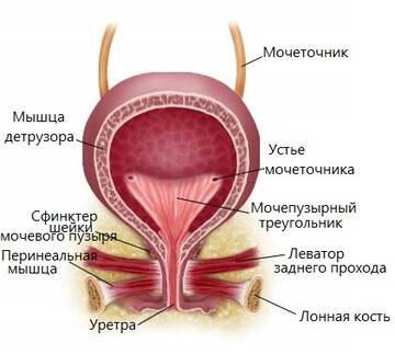 https://upforme.ru/uploads/001b/a3/de/2/t359494.jpg