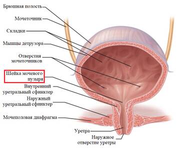 https://upforme.ru/uploads/001b/a3/de/2/t564777.jpg