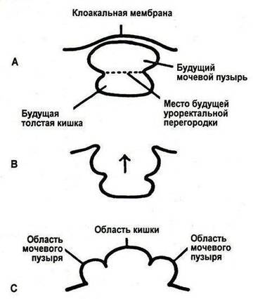 https://upforme.ru/uploads/001b/a3/de/2/t623474.jpg