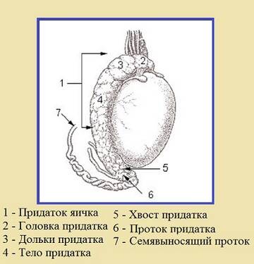 https://upforme.ru/uploads/001b/a3/de/2/t625881.jpg