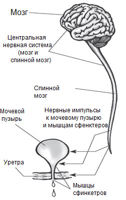 https://upforme.ru/uploads/001b/a3/de/2/t733637.png