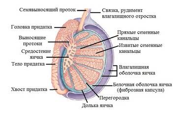 https://upforme.ru/uploads/001b/a3/de/2/t766161.jpg