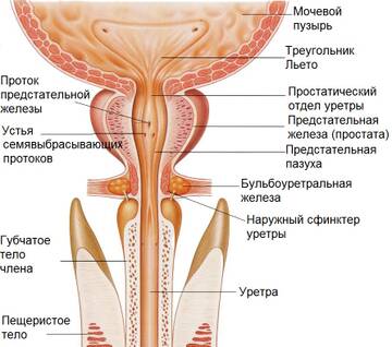 https://upforme.ru/uploads/001b/a3/de/2/t783011.jpg