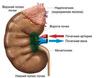 https://upforme.ru/uploads/001b/a3/de/2/t892697.png