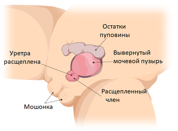 https://upforme.ru/uploads/001b/a3/de/2/t913220.png