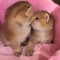 https://upforme.ru/uploads/001b/ab/73/24/t40095.gif