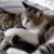 https://upforme.ru/uploads/001b/ab/73/24/t69192.gif