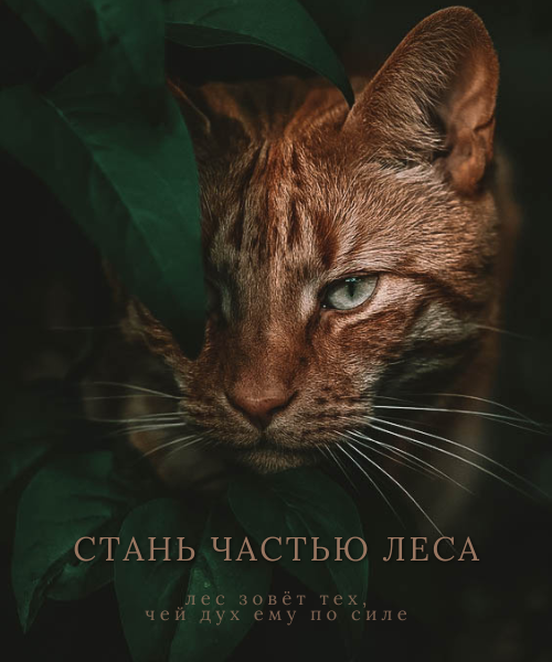 https://upforme.ru/uploads/001b/ad/c0/2/831057.png