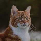 https://upforme.ru/uploads/001b/b0/04/2/t641206.jpg
