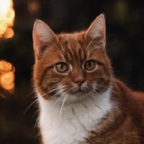 https://upforme.ru/uploads/001b/b0/04/2/t929150.jpg