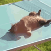 https://upforme.ru/uploads/001b/b1/34/4/369611.gif