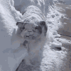 https://upforme.ru/uploads/001b/b1/34/4/426262.gif
