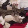 https://upforme.ru/uploads/001b/b1/34/4/768023.gif