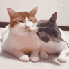 https://upforme.ru/uploads/001b/b1/34/4/946503.gif