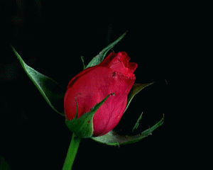 https://upforme.ru/uploads/001b/b1/db/2/t187763.gif