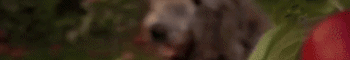 https://upforme.ru/uploads/001b/b8/74/449/821094.gif