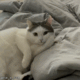 https://upforme.ru/uploads/001b/d4/18/462/267844.gif