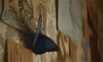 https://upforme.ru/uploads/001b/d4/18/702/195772.gif