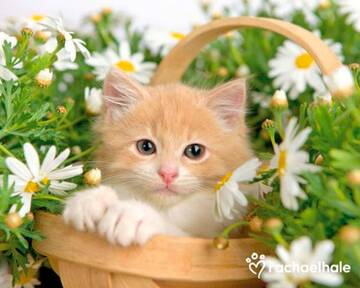 https://upforme.ru/uploads/001b/d5/29/19/t99243.jpg
