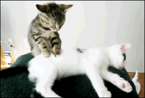https://upforme.ru/uploads/001b/d5/29/2/t118589.gif