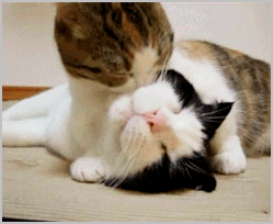 https://upforme.ru/uploads/001b/d5/29/2/t281192.gif