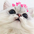 https://upforme.ru/uploads/001b/e2/0d/4/t139112.png