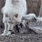 https://upforme.ru/uploads/001b/e3/a1/20/141462.gif