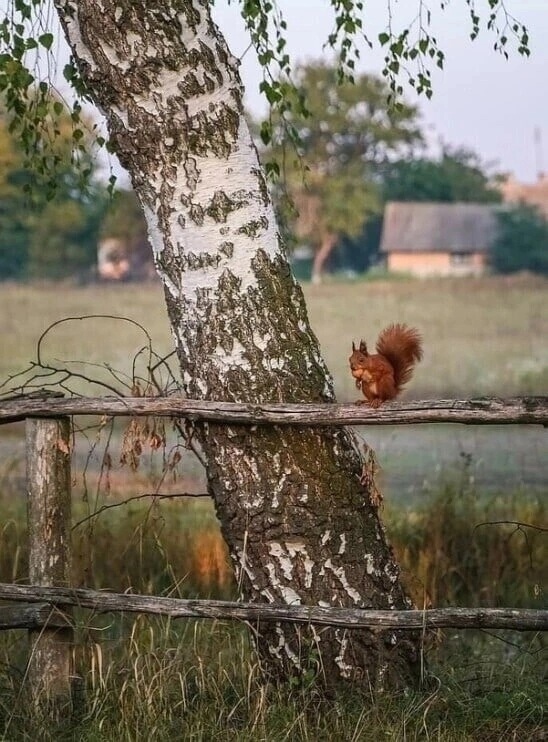 https://upforme.ru/uploads/001b/e5/71/3/334353.jpg