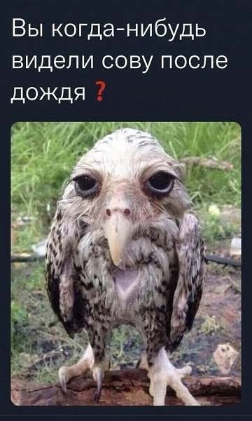 https://upforme.ru/uploads/001b/e5/71/3/409789.jpg