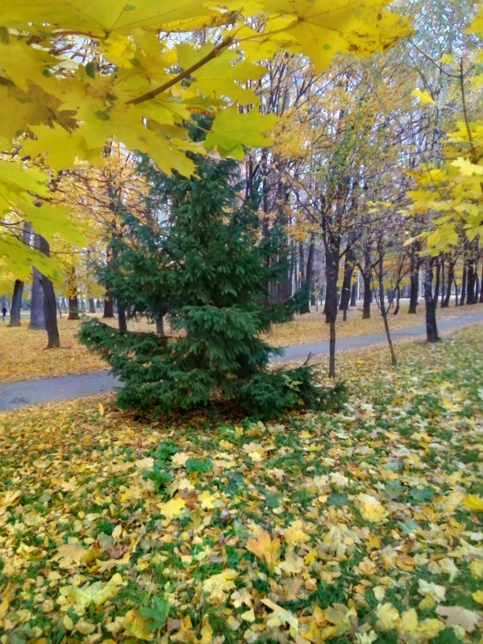 https://upforme.ru/uploads/001b/e5/71/3/880978.jpg
