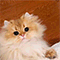 https://upforme.ru/uploads/001b/e8/c7/192/184243.gif