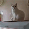 https://upforme.ru/uploads/001b/eb/69/2/542285.gif