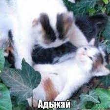 https://upforme.ru/uploads/001b/ee/01/17/527750.jpg