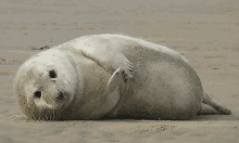https://upforme.ru/uploads/001b/f0/05/25/t447045.gif