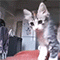 https://upforme.ru/uploads/001b/f0/74/3/149483.gif