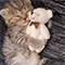 https://upforme.ru/uploads/001b/f0/74/3/493588.gif