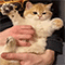 https://upforme.ru/uploads/001b/f0/74/3/524153.gif