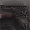 https://upforme.ru/uploads/001b/f0/74/3/726571.gif