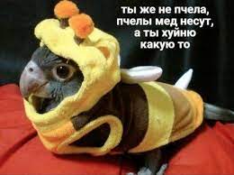 https://upforme.ru/uploads/001b/f1/09/8/506788.jpg