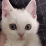 https://upforme.ru/uploads/001b/f6/17/10/t943089.gif