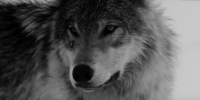 https://upforme.ru/uploads/001b/f6/17/13/484262.gif
