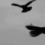 https://upforme.ru/uploads/001b/f6/17/3/980903.gif