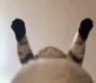 https://upforme.ru/uploads/001b/f7/65/3/631008.gif
