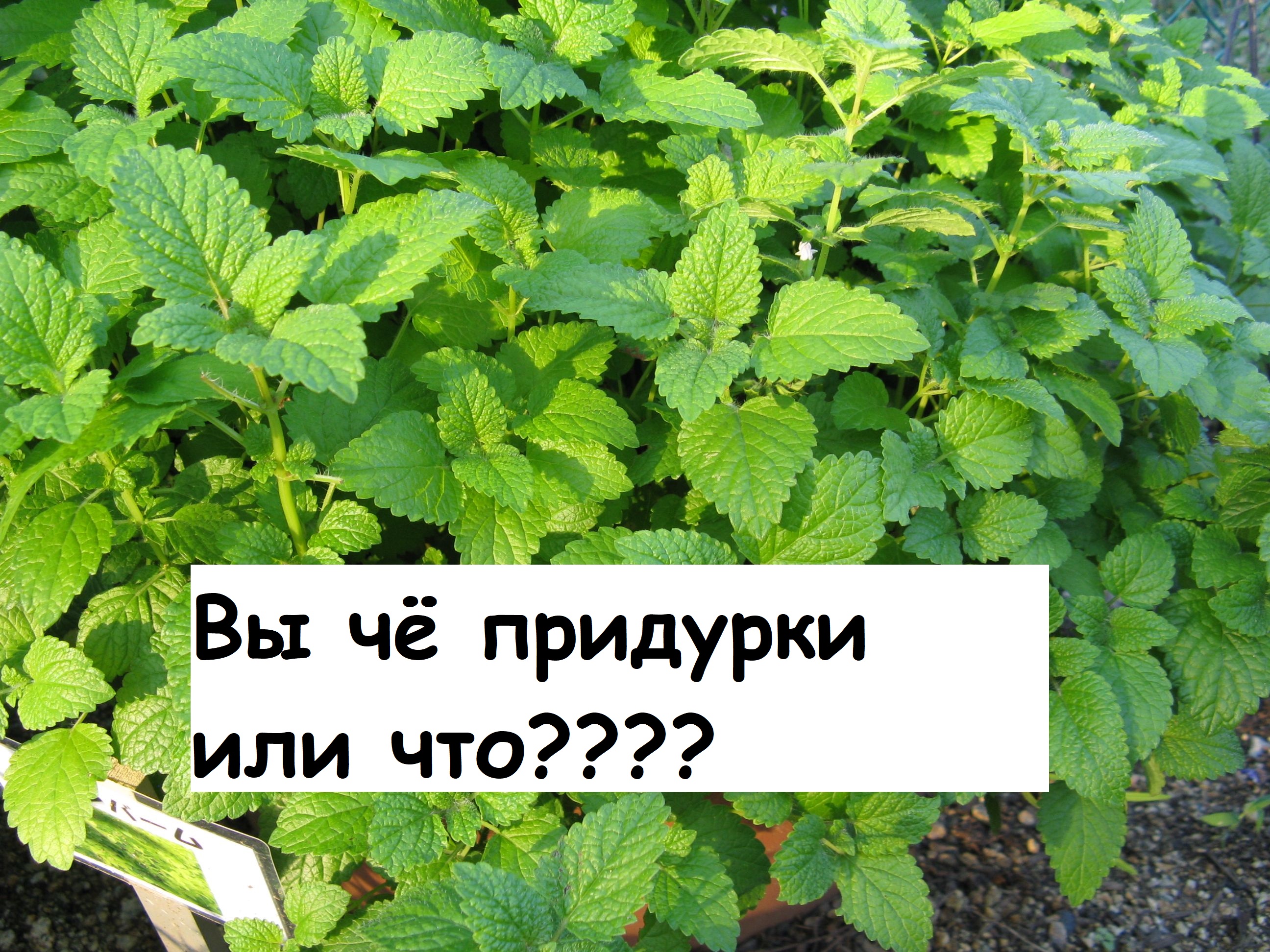 https://upforme.ru/uploads/001b/f8/8d/51/460514.jpg