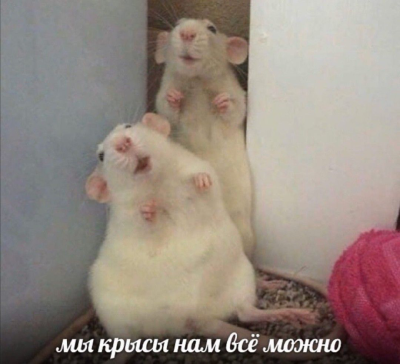 https://upforme.ru/uploads/001b/ff/2a/685/486258.png