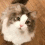 https://upforme.ru/uploads/001c/0b/06/43/952879.gif