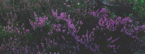 https://upforme.ru/uploads/001c/0f/f4/28/988035.png