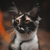 https://upforme.ru/uploads/001c/0f/f4/39/398853.png