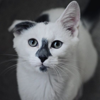 https://upforme.ru/uploads/001c/0f/f4/39/552610.png