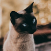 https://upforme.ru/uploads/001c/0f/f4/39/841294.png